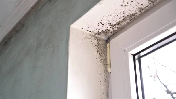 Best Biohazard Mold Removal  in Alpharetta, GA