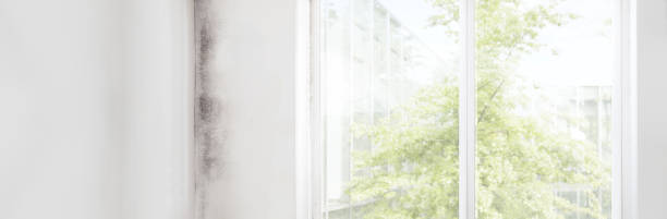 Best Black Mold Removal  in Alpharetta, GA