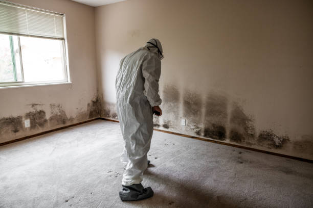 Trusted Alpharetta, GA Mold Removal Experts